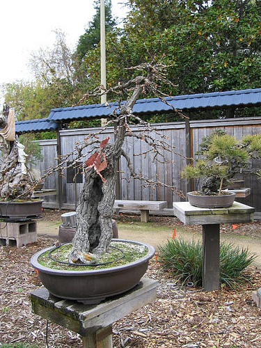 Bonsai Daimyo Oak News Year's Day 2010 from flickr.com/photos/35125373@N05/4234511565/