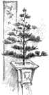 Dwarf potted pine from Mrs. Robert C. Morris' Dragons and Cherry Blossoms, 1896