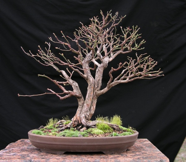 Blueberry bonsai from collected material by Jay Wilson, IBC posting 02 Feb 2010