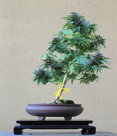 Photoshopped Cannabis bonsai, Art of Bonsai project Halloween 2007
