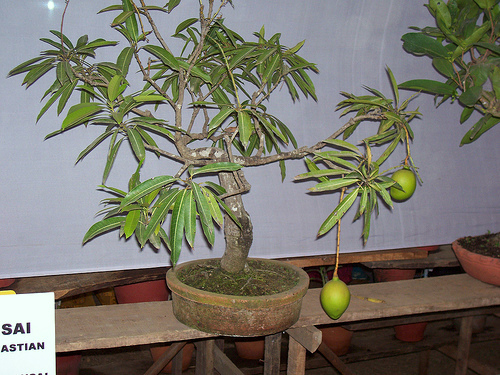 Mango bonsai, photo taken from Flower show 2007 at Marine Drive, Cochin