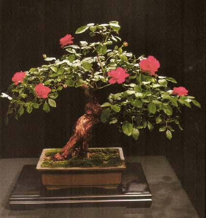 Blaze Rose bonsai, International Bonsai, 1991/No 4, pg. 27, photo by James Effinger