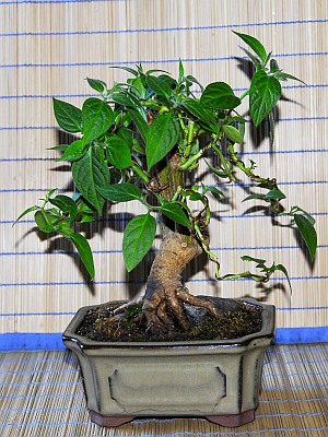 Chili Bonsai