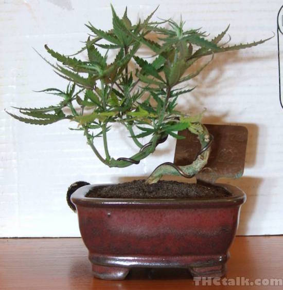 Shaped Marijuana plant in a Bonsai pot, photo by THCtalk.