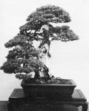 Informal Pine Kokufu award, 58th Kokufu Ten, 1984
