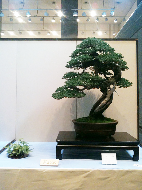 First American Exhibit at 2010 Kokufu, Japanese hemlock (Tsuga diversifolia)