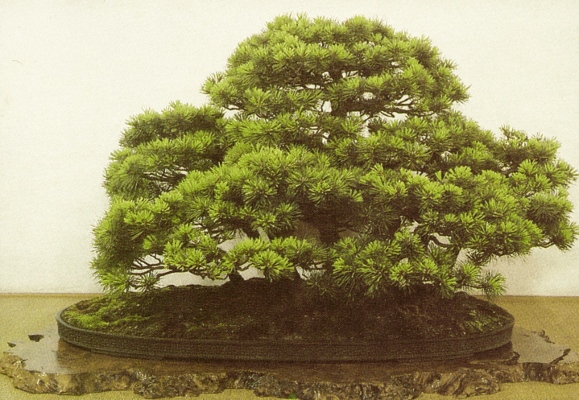 Tree exhibited by Masakuni Kawasumi at the 44th Kokufu Ten, 1970