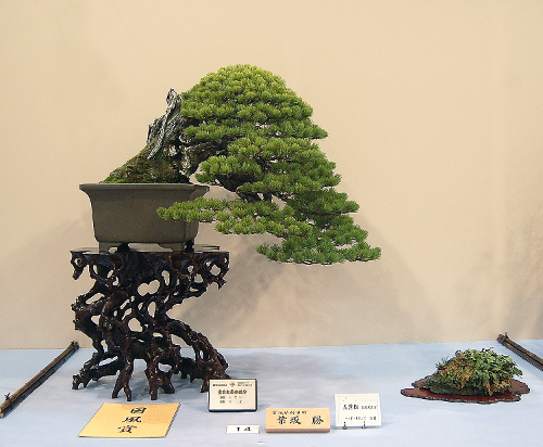 Prize winning pine at the 84th Kokufu ten, 2010