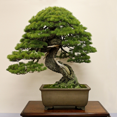 Prize winning pine at the 85th Kokufu ten, 2011
