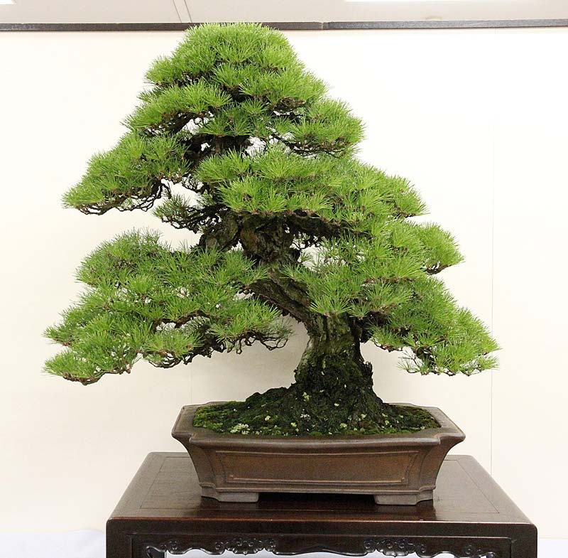Japanese black pine award winner at the 86th Kokufu ten, 2012