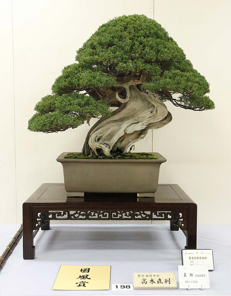 Shimpaku juniper award winner at the 86th Kokufu ten, 2012