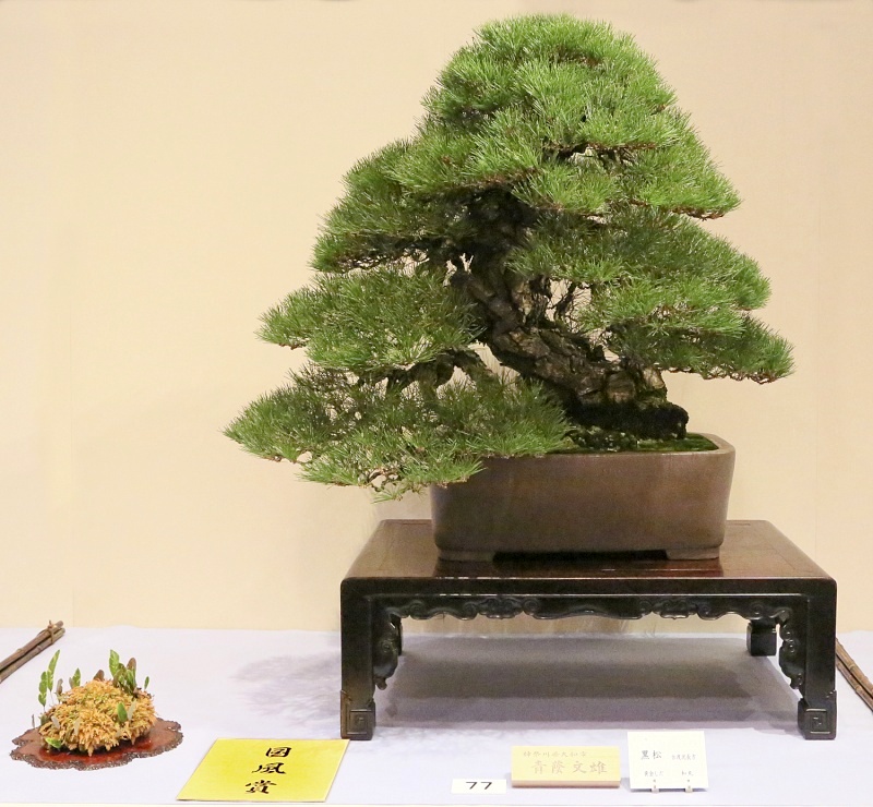 Japanese black pine award winner at the 87th Kokufu ten, 2013, photo by Wm. N. Valavanis