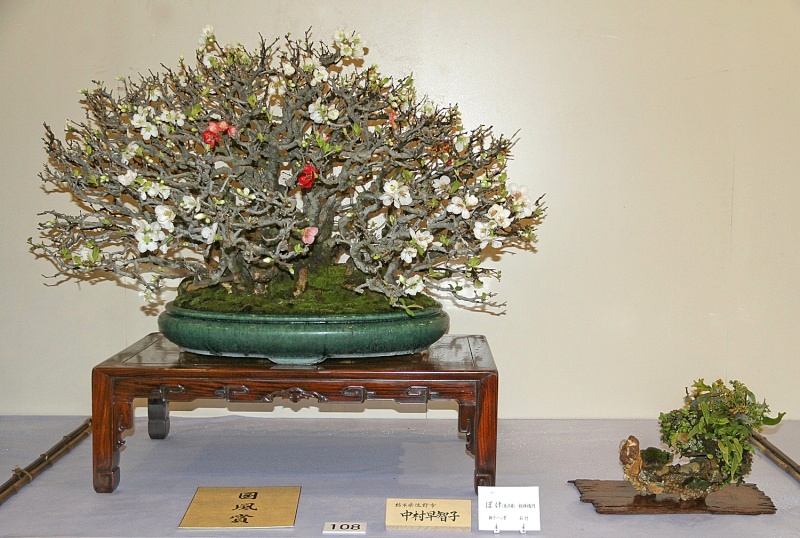 Toyo Nishiki Japanese flowering quince award winner at the 87th Kokufu ten, 2013, photo by Wm. N. Valavanis