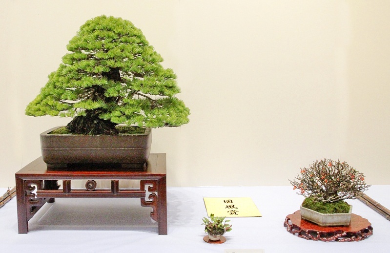 Japanese five-needle pine award winner at the 87th Kokufu ten, 2013, photo by Wm. N. Valavanis