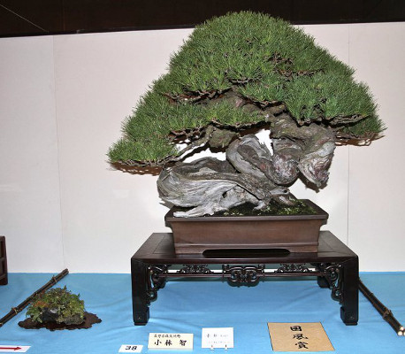 Japanese red pine award winner at the 88th Kokufu ten, 2014, photo by Wm. N. Valavanis