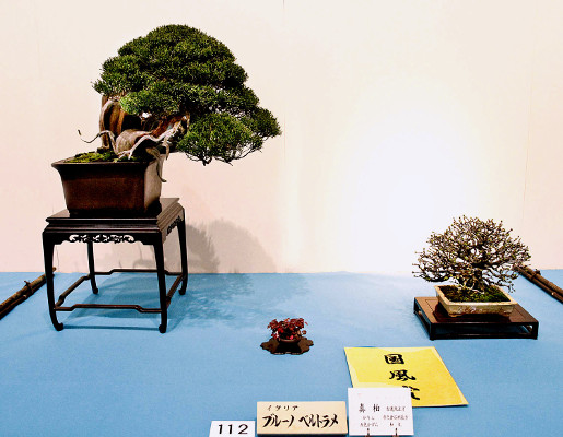 Sargent juniper award winner at the 88th Kokufu ten, 2014, photo by Wm. N. Valavanis