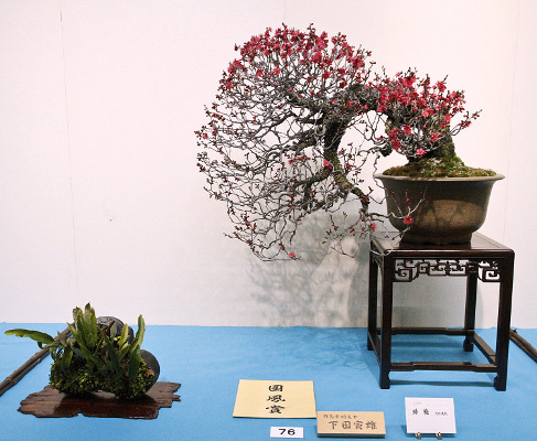 Japanese flowering apricot award winner at the 88th Kokufu ten, 2014, Part 2, photo by Wm. N. Valavanis