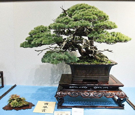 Japanese five-needle pine award winner at the 88th Kokufu ten, 2014, Part 2, photo by Wm. N. Valavanis
