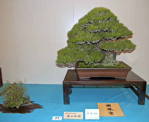 Japanese black pine award winner at the 88th Kokufu ten, 2014, Part 2, photo by Wm. N. Valavanis