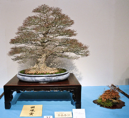 Kiyo Hime Japanese maple award winner at the 88th Kokufu ten, 2014, Part 2, photo by Wm. N. Valavanis