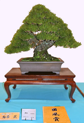 Japanese black pine award winner at the 89th Kokufu ten, 2015, photo by Wm. N. Valavanis