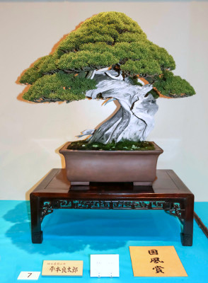 Itoigawa Sargent juniper award winner at the 89th Kokufu ten, 2015, photo by Wm. N. Valavanis