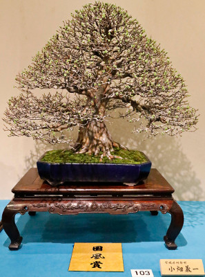Chinese quince award winner at the 89th Kokufu ten, 2015, photo by Wm. N. Valavanis