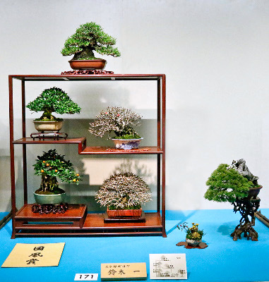 Shohin bonsai composition award winner at the 89th Kokufu ten, 2015, photo by Wm. N. Valavanis
