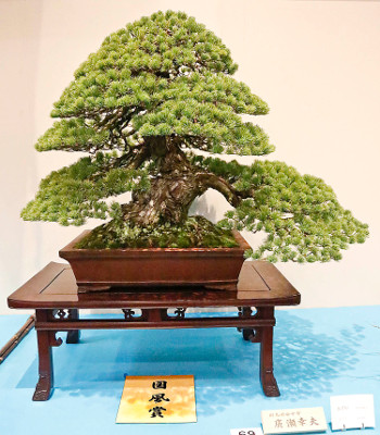 Japanese five-needle pine award winner at the 89th Kokufu ten, 2015, photo by Wm. N. Valavanis