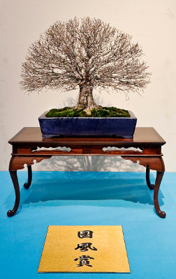 Japanese grey-bark elm award winner at the 89th Kokufu ten, 2015, photo by Wm. N. Valavanis