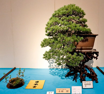 Japanese five-needle pine award winner at the 89th Kokufu ten, 2015, photo by Wm. N. Valavanis