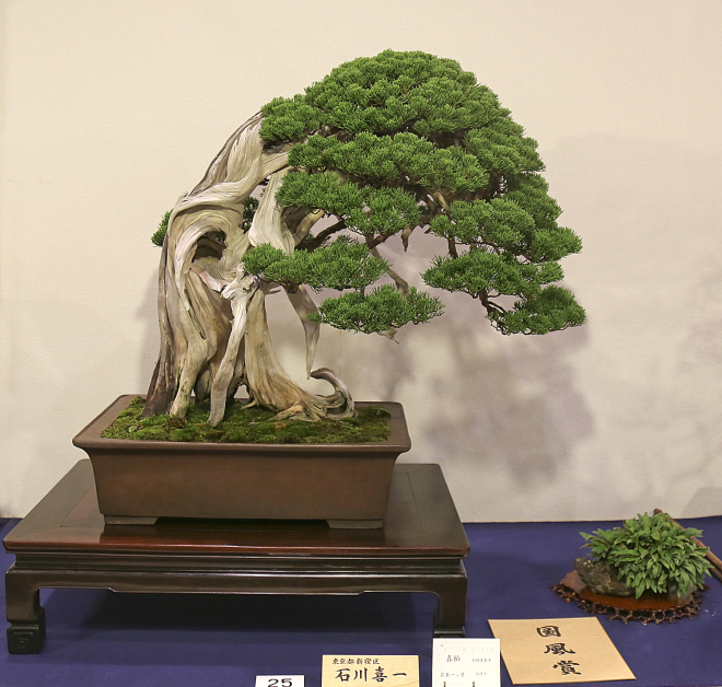 Sargent juniper award winner at the 90th Kokufu ten, 2016, photo by Larry Ragle