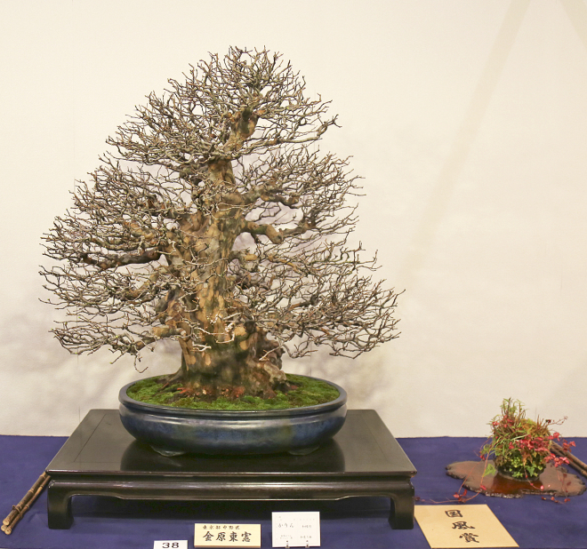 Chinese quince award winner at the 90th Kokufu ten, 2016, photo by Larry Ragle