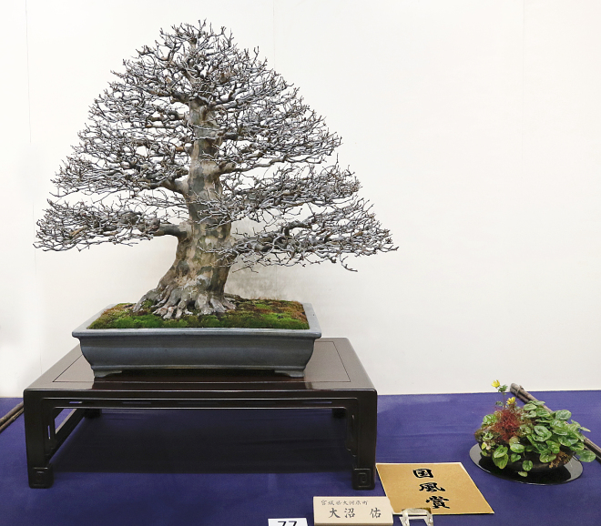 Chinese quince award winner at the 90th Kokufu ten, 2016, photo by Wm. N. Valavanis