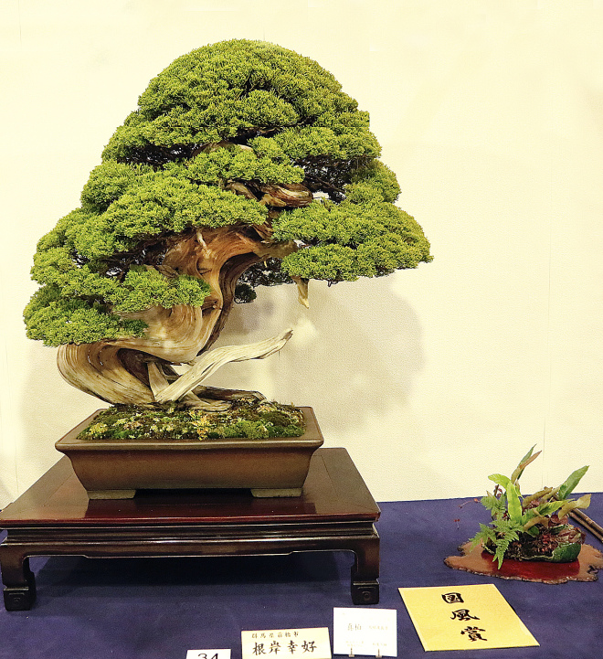 Sargent juniper award winner at the 90th Kokufu ten, 2016, photo by Wm. N. Valavanis