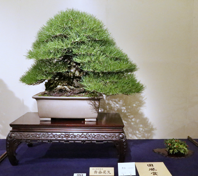 Japanese Black Pine award winner at the 91st Kokufu ten, 2017, photo by Wm. N. Valavanis