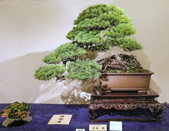 Japanese Five-needle Pine award winner at the 91st Kokufu ten, 2017, photo by Wm. N. Valavanis