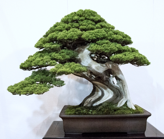 Sargent juniper award winner at the 91st Kokufu ten, 2017, photo by Wm. N. Valavanis