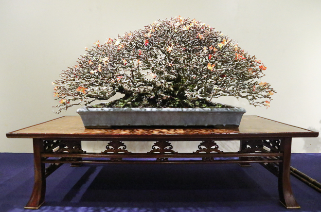 Chojubai Japanese Flowering Quince award winner at the 91st Kokufu ten, 2017, photo by Wm. N. Valavanis