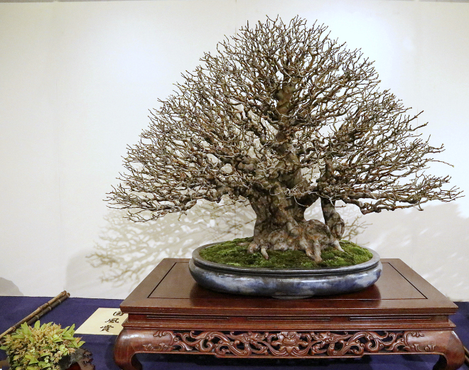 Chinese quince award winner at the 91st Kokufu ten, 2017, photo by Wm. N. Valavanis