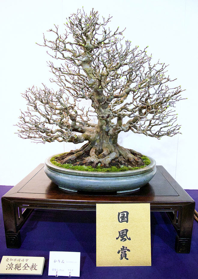Chinese quince award winner at the 91st Kokufu ten, 2017, photo by Wm. N. Valavanis