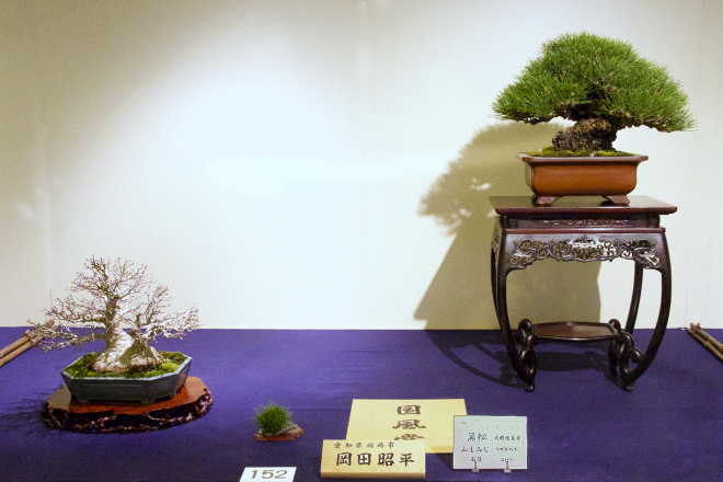 Japanese black pine award winner at the 91st Kokufu ten, 2017, photo by Wm. N. Valavanis