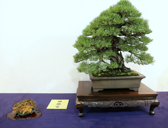 Japanese Black Pine award winner at the 92nd Kokufu ten, 2018, photo by Wm. N. Valavanis