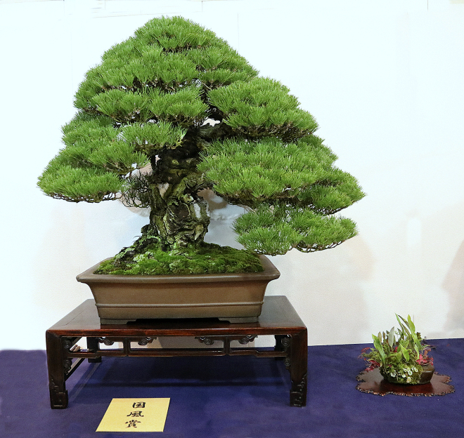 Japanese black pine award winner at the 92nd Kokufu ten, 2018, photo by Wm. N. Valavanis
