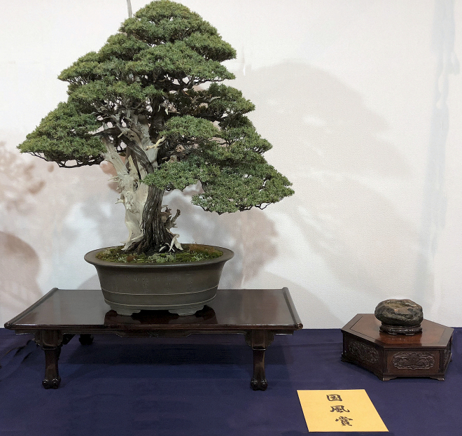 Needle juniper award winner at the 92nd Kokufu ten, 2018, photo by Wm. N. Valavanis