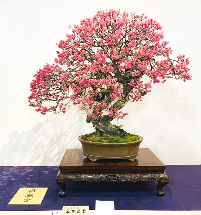 Japanese Flowering Apricot award winner at the 93rd Kokufu ten, 2019, photo by Wm. N. Valavanis