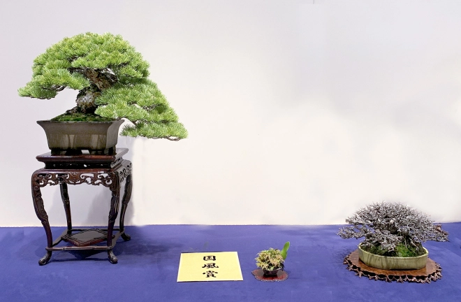 Japanese five-needle pine award winner at the 93rd Kokufu ten, 2019, photo by Wm. N. Valavanis