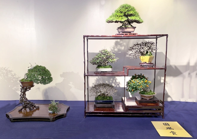 Shohin bonsai composition award winner at the 93rd Kokufu ten, 2019, photo by Wm. N. Valavanis