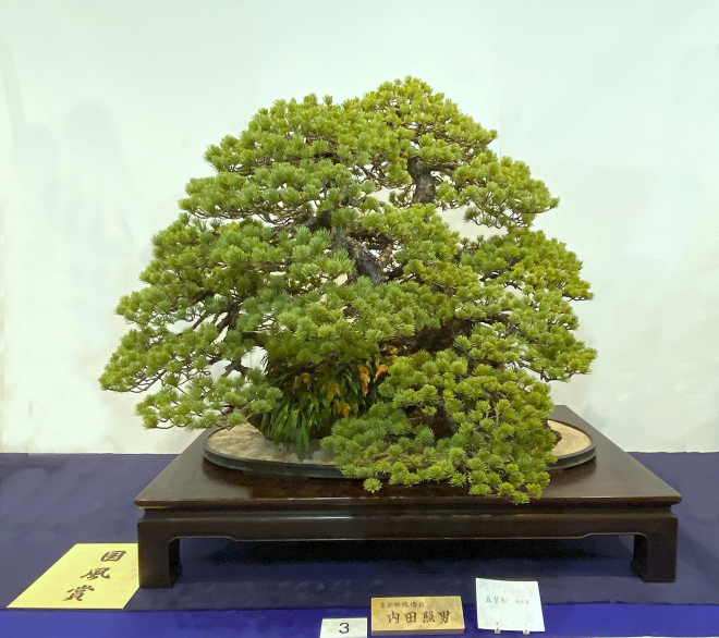 Japanese Five-needle Pine award winner at the 94th Kokufu ten, 2020, photo by Wm. N. Valavanis