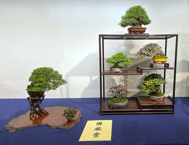 Shohin Bonsai Composition award winner at the 94th Kokufu ten, 2020, photo by Wm. N. Valavanis